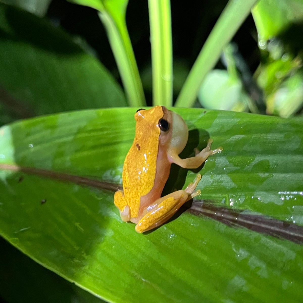 The night the jungle spoke to&nbsp;me