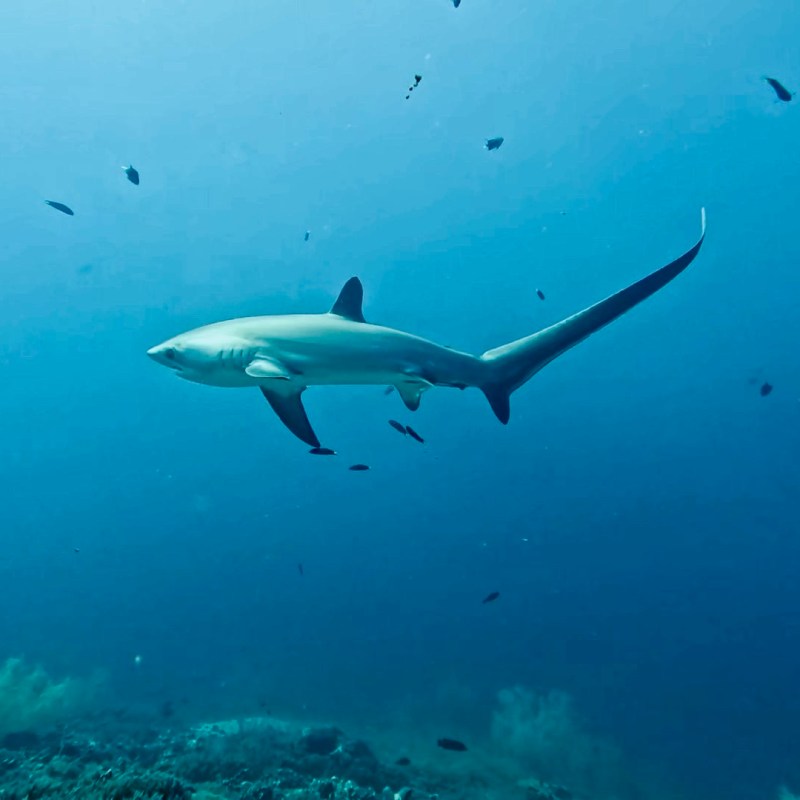 Diving with Thresher Sharks in&nbsp;Malapascua